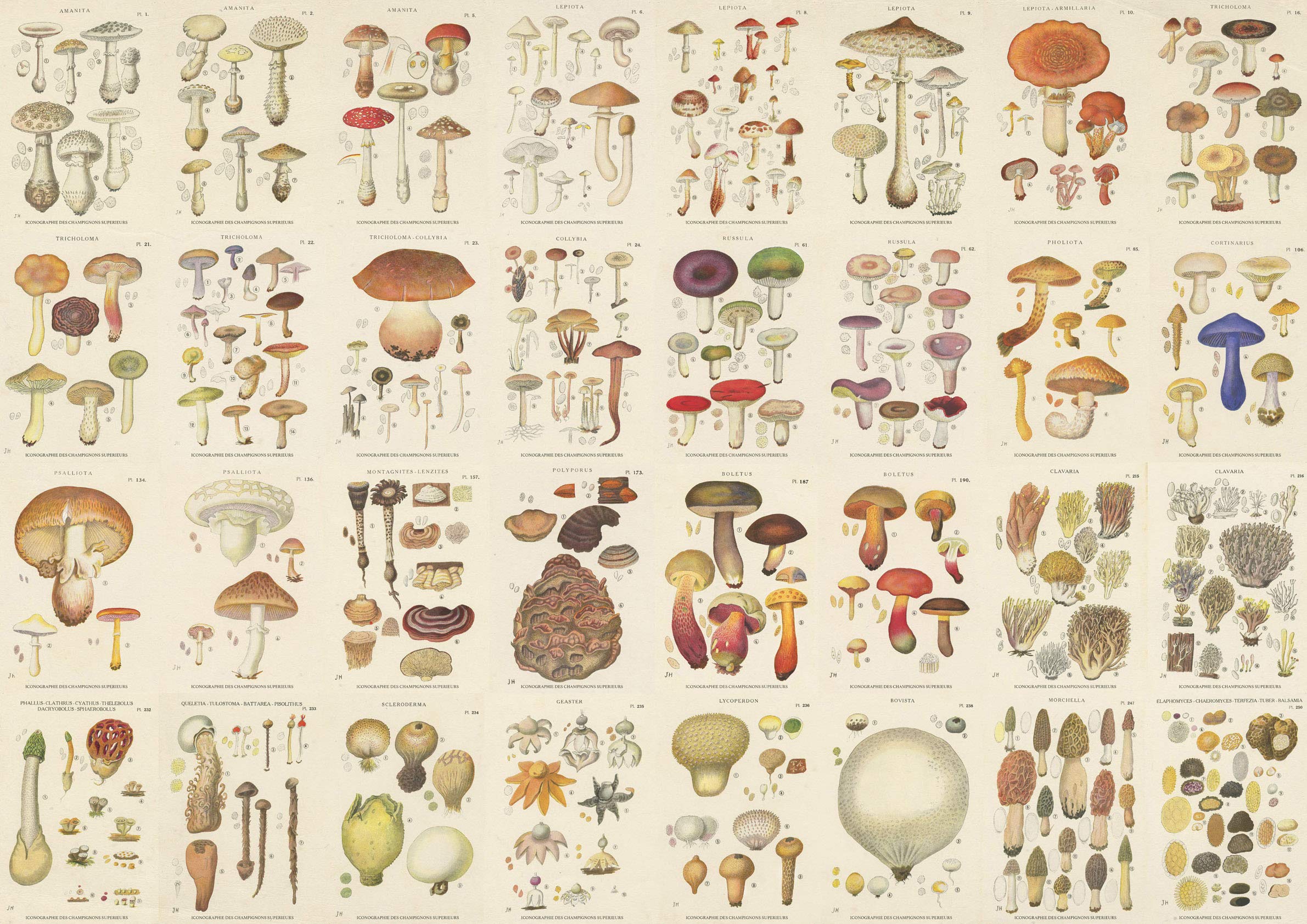 59s france キノコ図鑑 Champignon de France Amazon.co.jp: 「キノコ図鑑」A1複製ポスター フランス1919年
